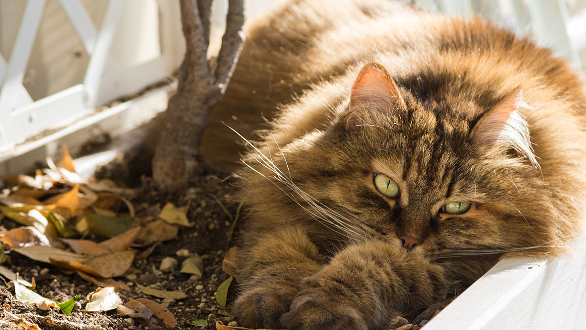 Сибирская кошка