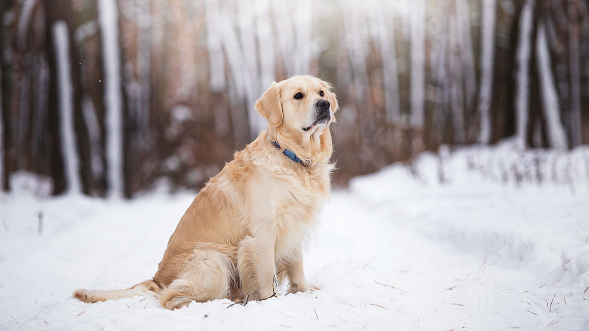 Золотистый ретривер