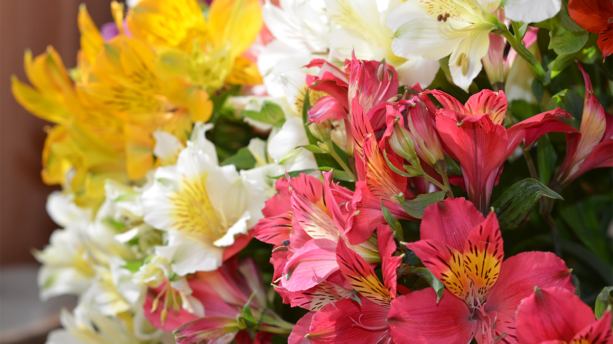 Альстромерии