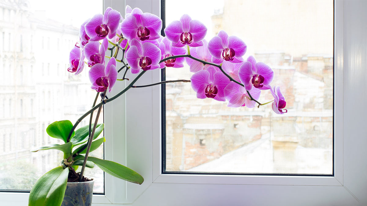 Фаленопсис