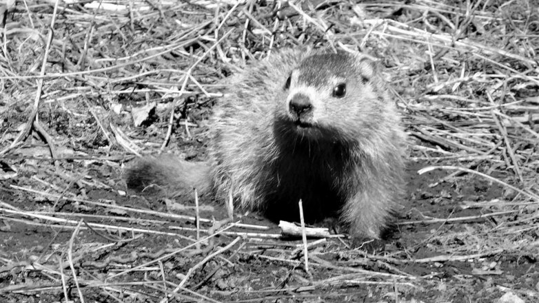 В Канаде умер знаменитый сурок Фред, предсказывающий приход весны