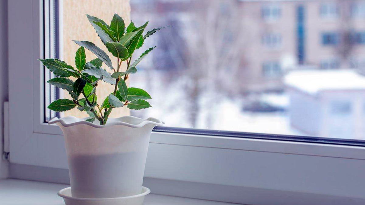 Лавровое дерево