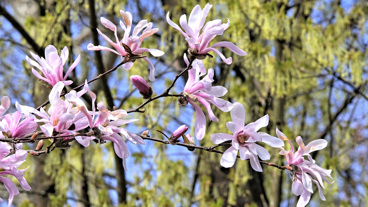 Магнолия звёздчатая