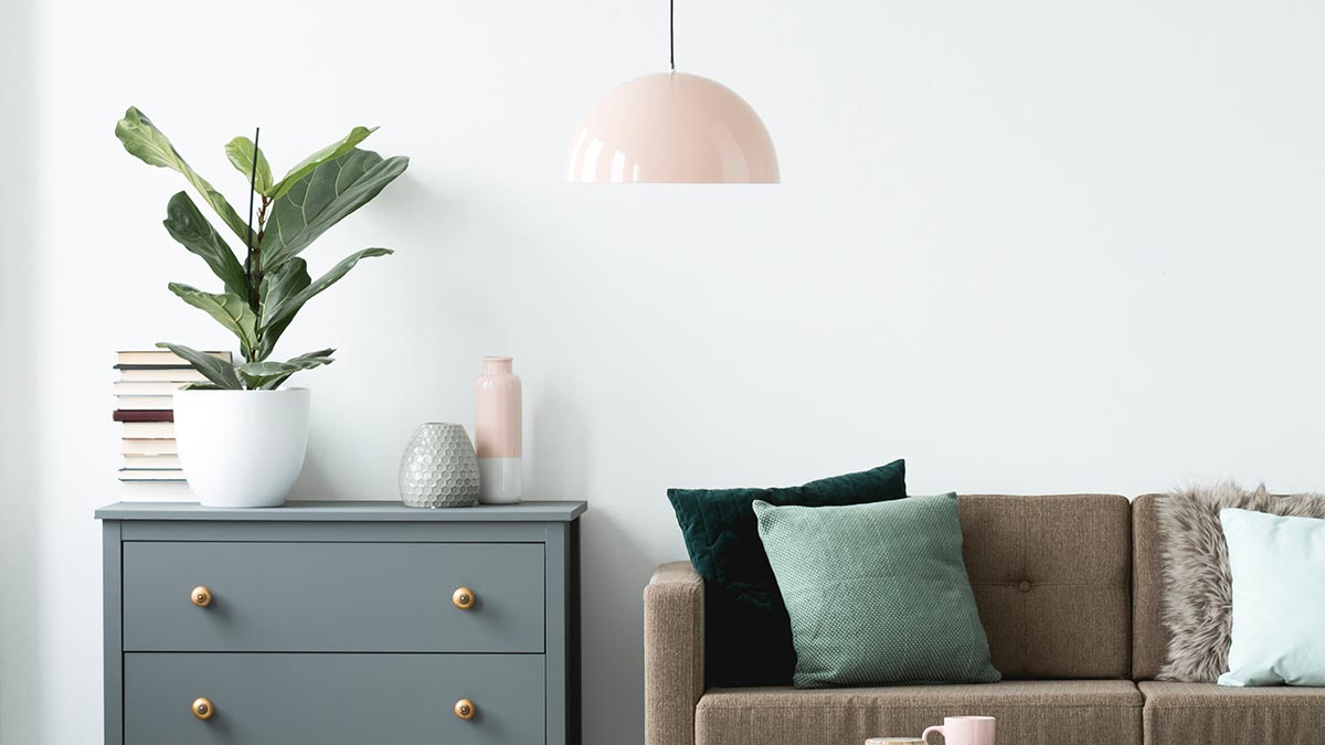 Домашние растения