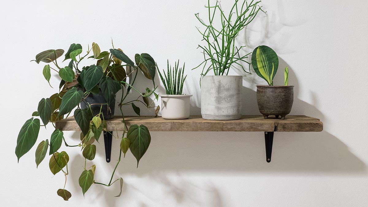 Домашние растения