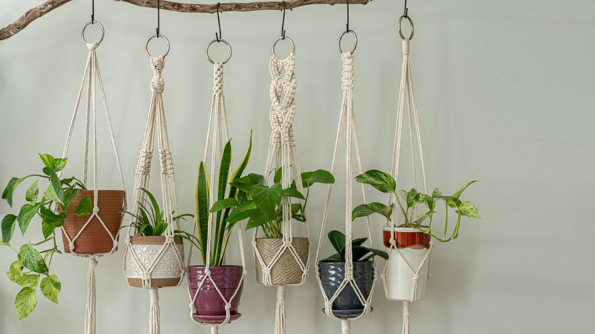 Домашние растения