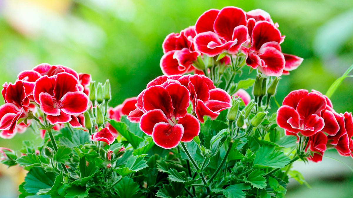 Пеларгония