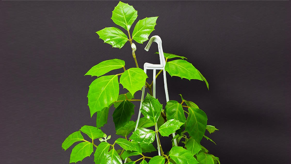 Растение Циссус