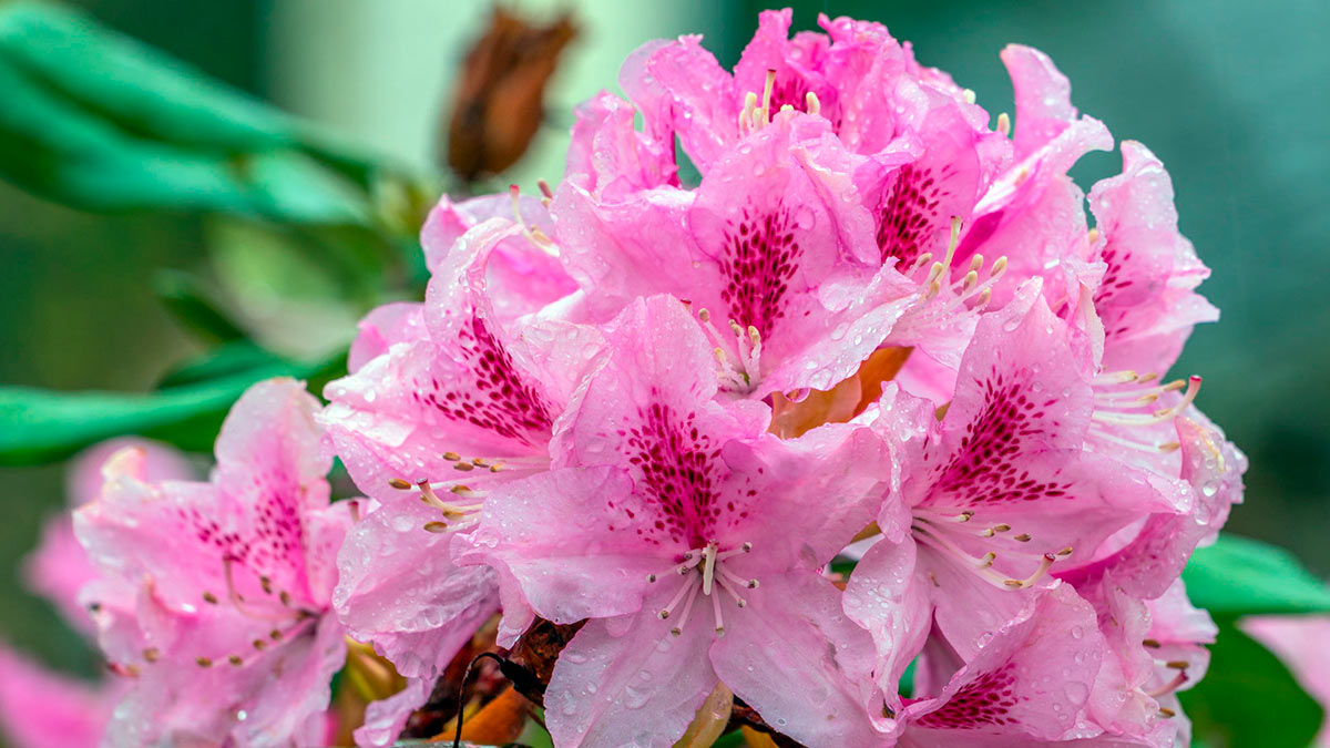 Рододендрон