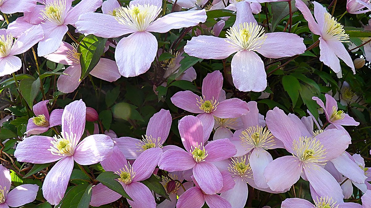 Клематис Монтана