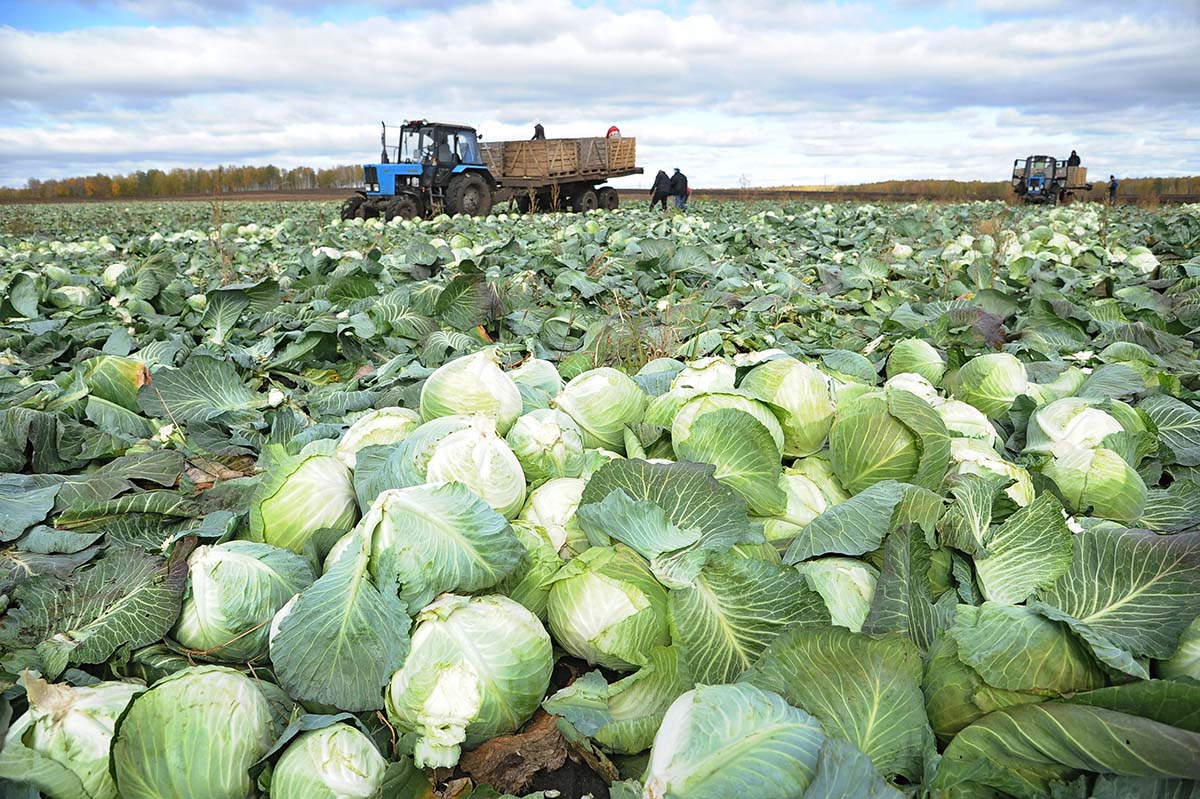 Уборка капусты в Челябинской области