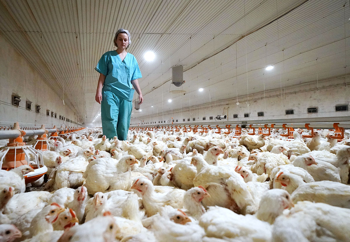 Работа птицефабрики в Калининграде