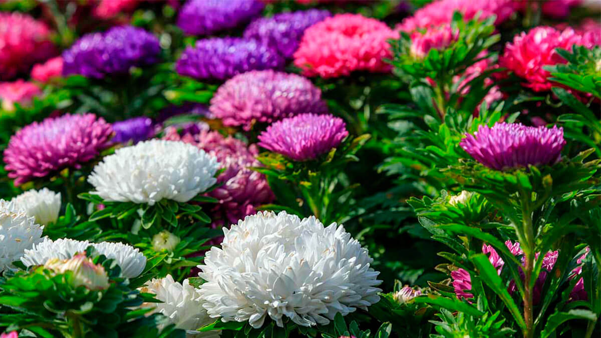 Астра однолетняя