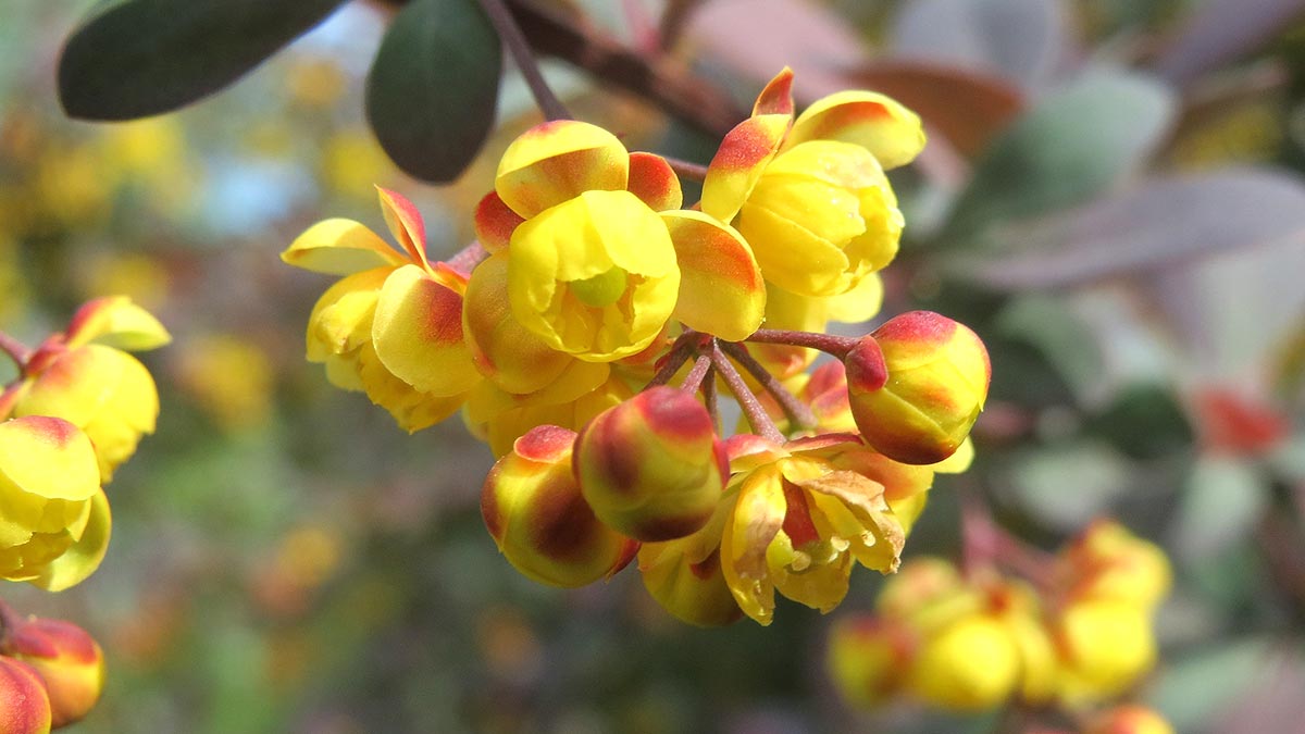 Садовые растения