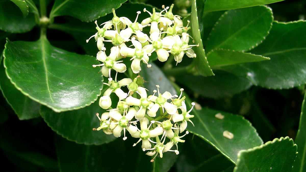 Садовые растения