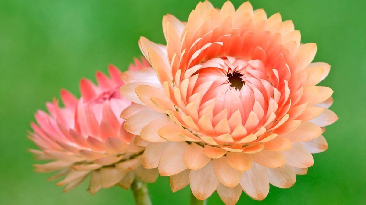 Бессмертник