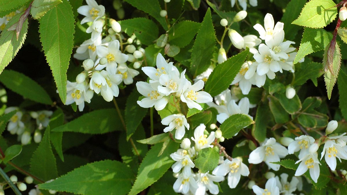 Садовые растения