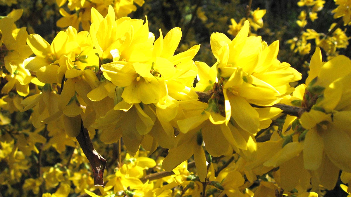 Садовые растения