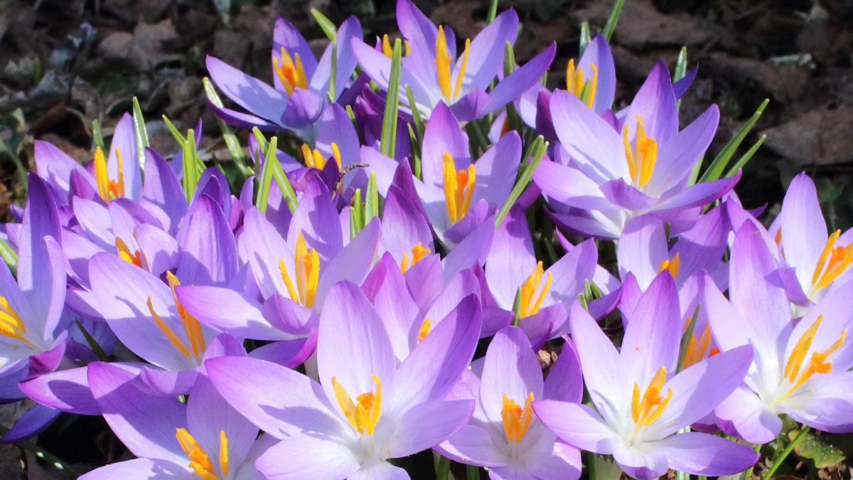 Крокусы