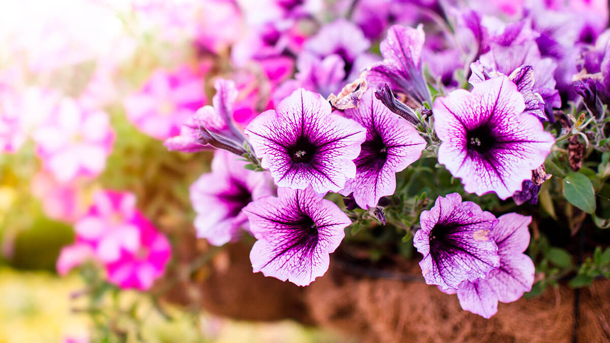 Петуния гибридная