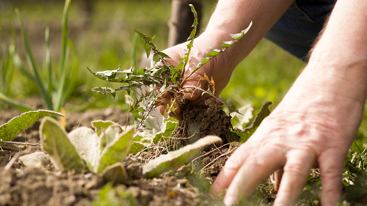 Удаление сорняков