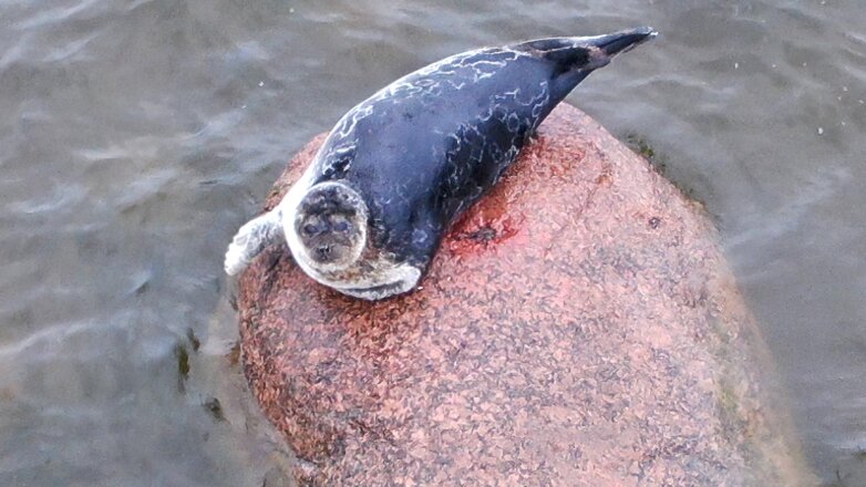 АО "Ростерминалуголь" поддерживает проект российских ученых по изучению балтийской нерпы