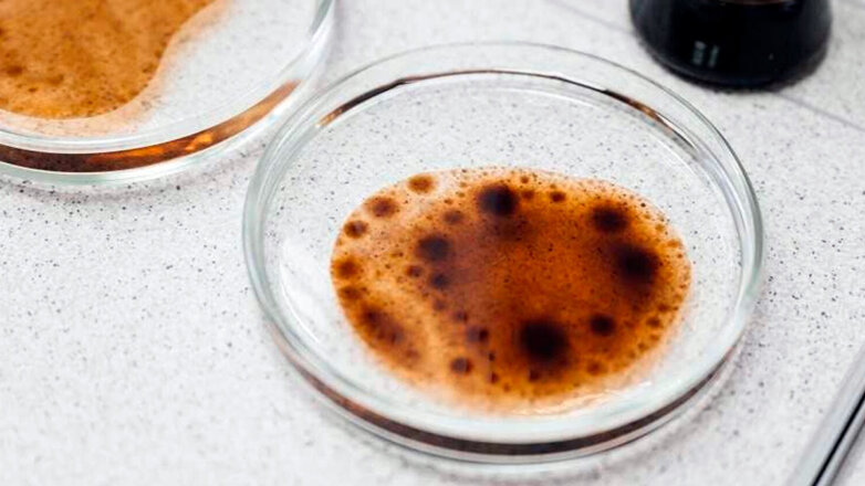 Ученые ДВФУ обнаружили в Японском море съедающие нефть бактерии