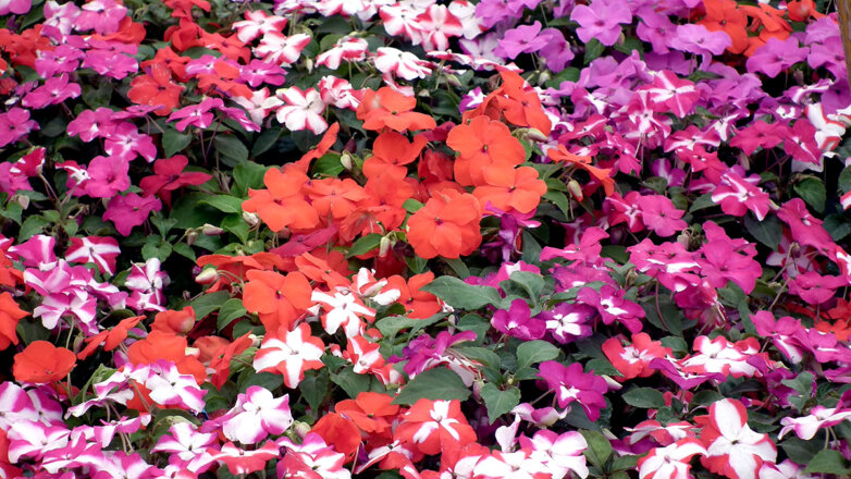 Вместо роз: 4 красивых, но неприхотливых растения для сада