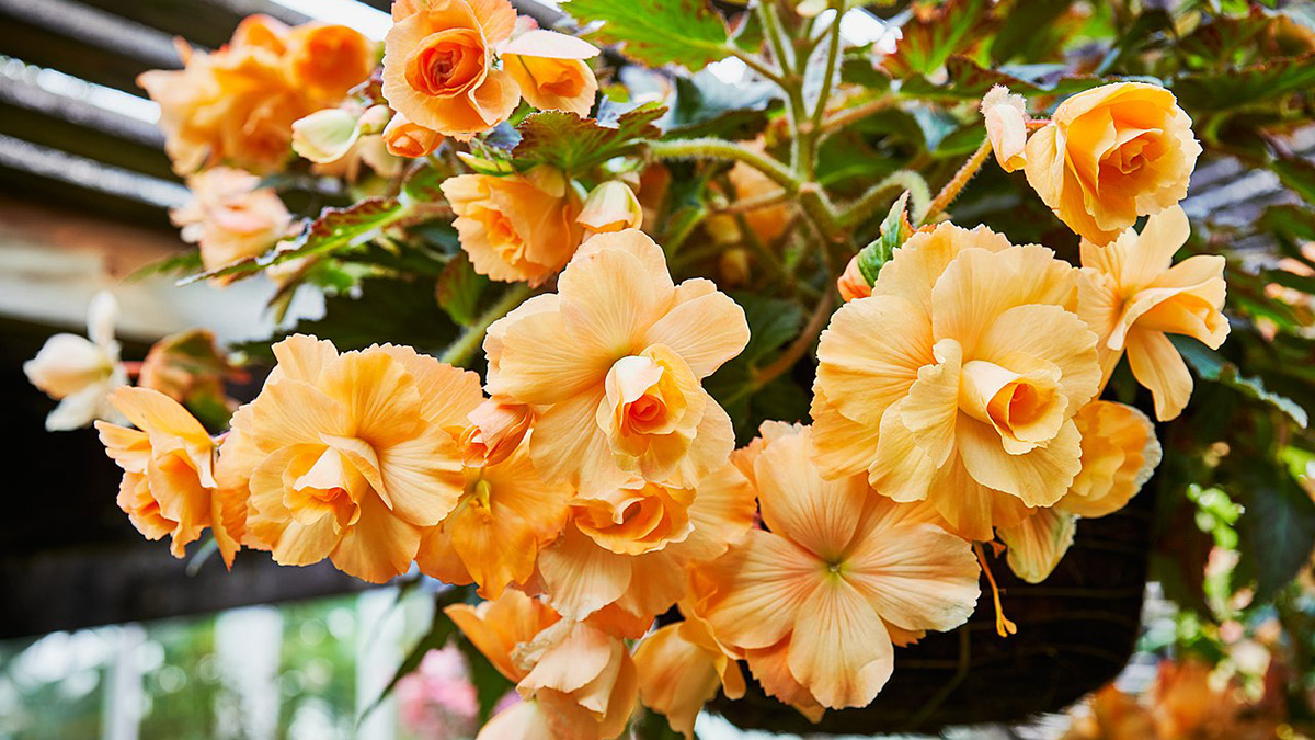 Бегония махровая