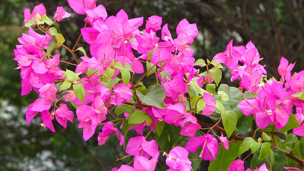 Засухоустойчивые цветочные растения