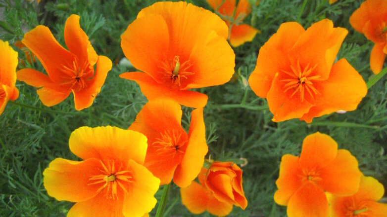 Как вырастить рассаду эшшольции в торфяных таблетках