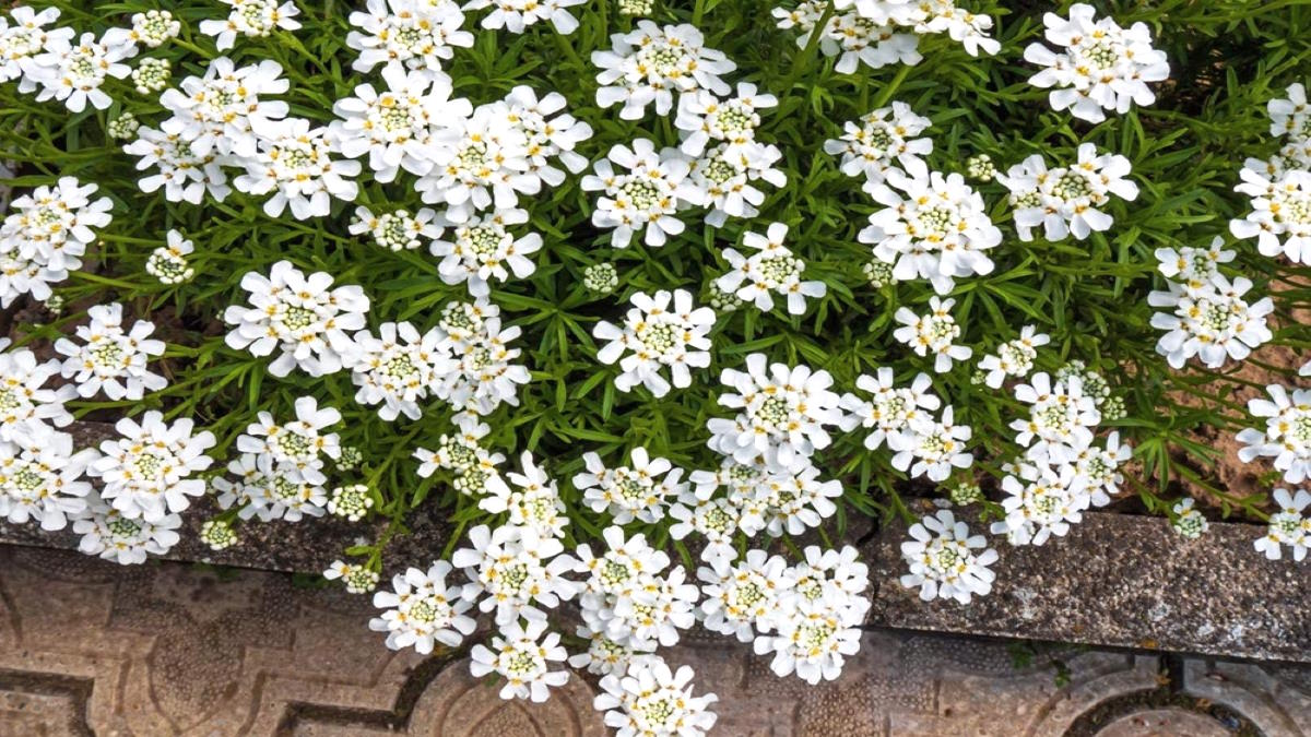 Цветы Иберис