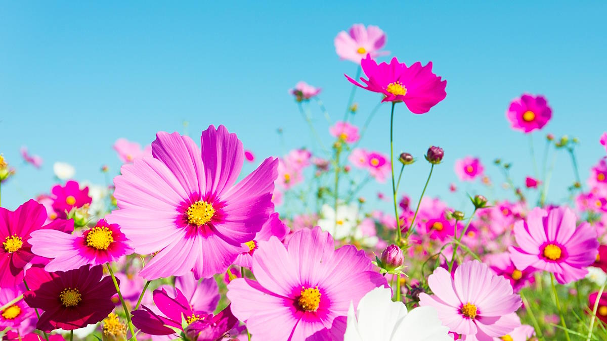 Цветы Космея