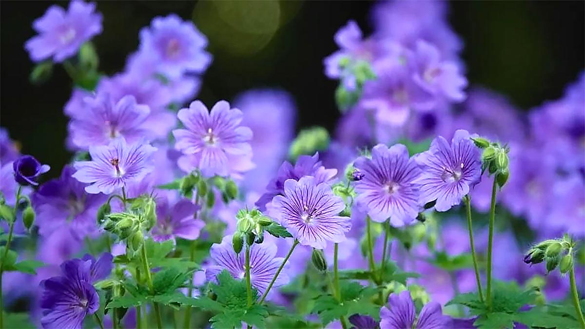 Засухоустойчивые цветочные растения