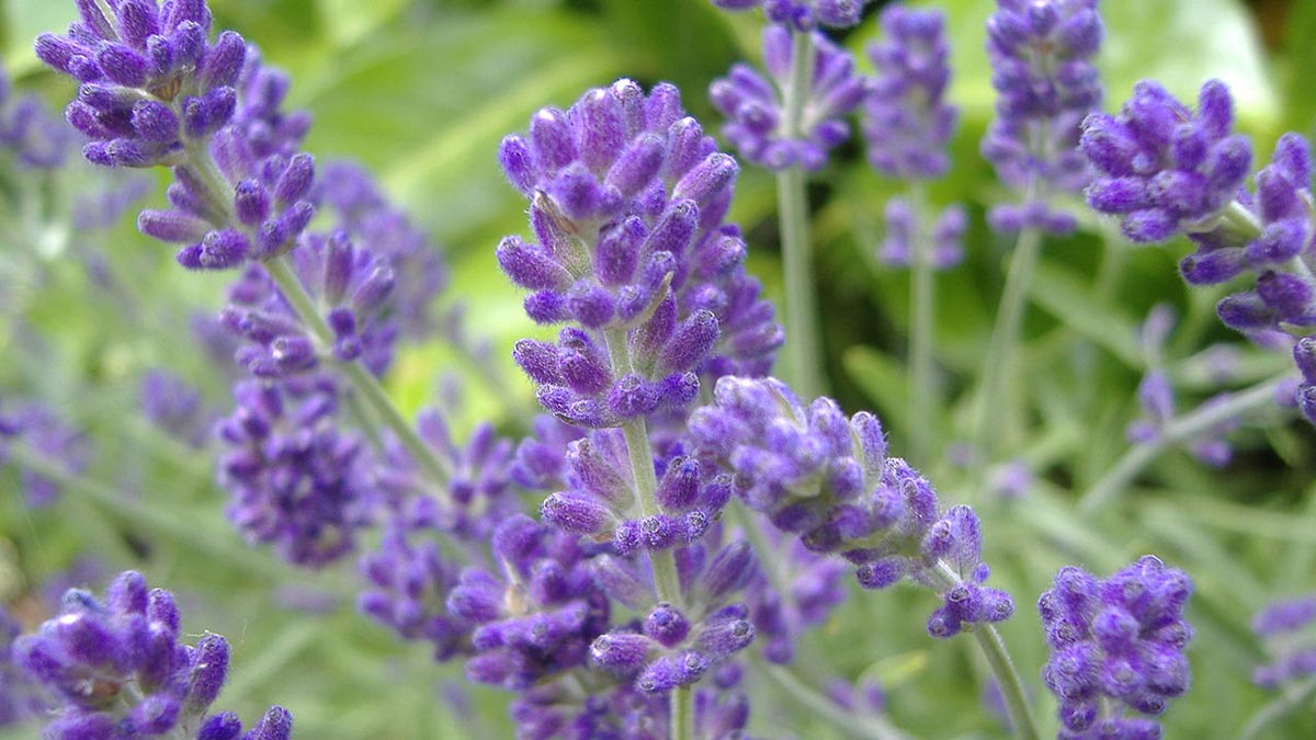 Засухоустойчивые цветочные растения