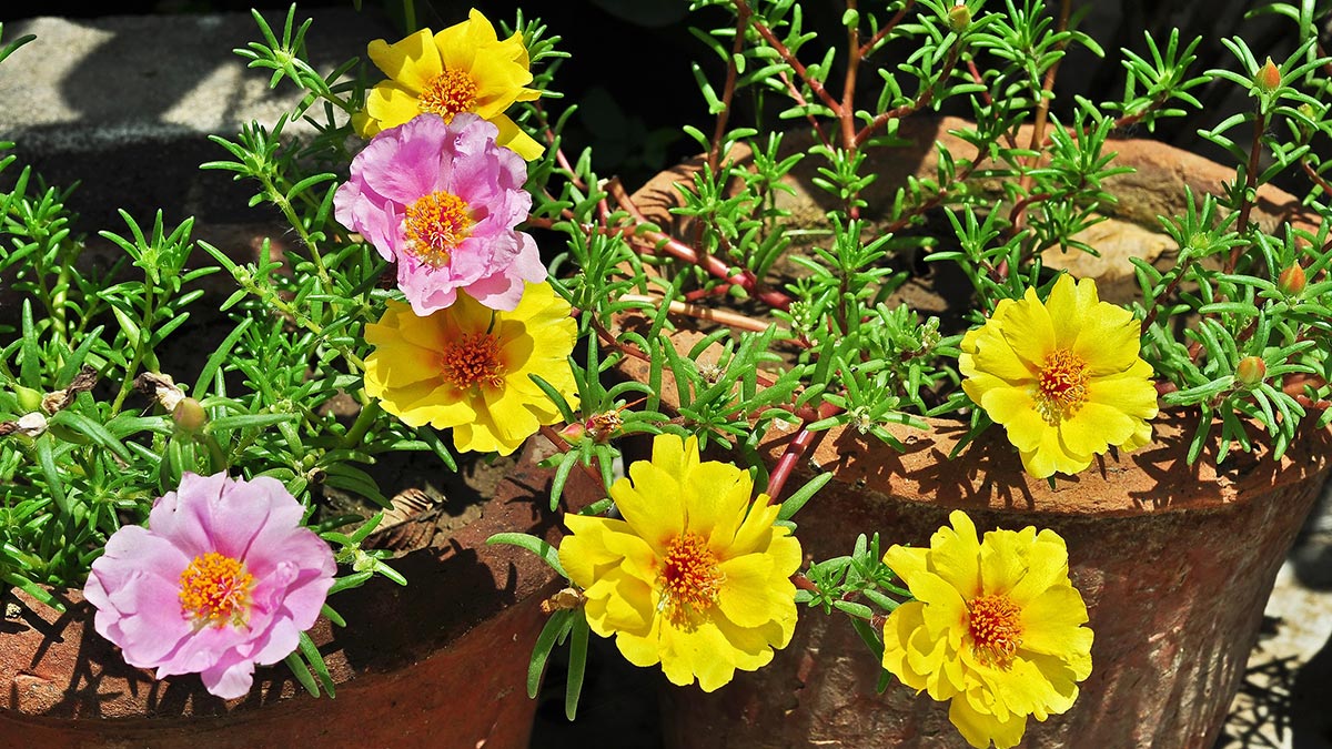 Засухоустойчивые цветочные растения