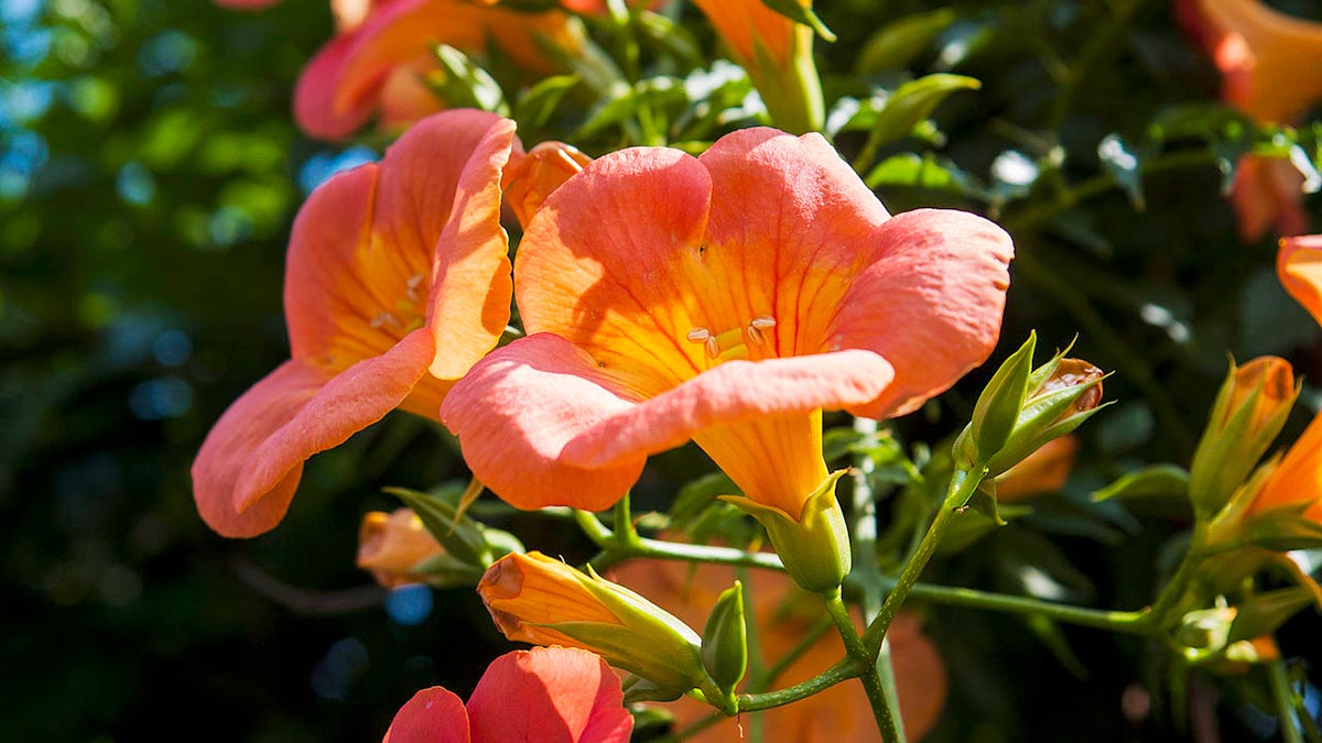 Засухоустойчивые цветочные растения