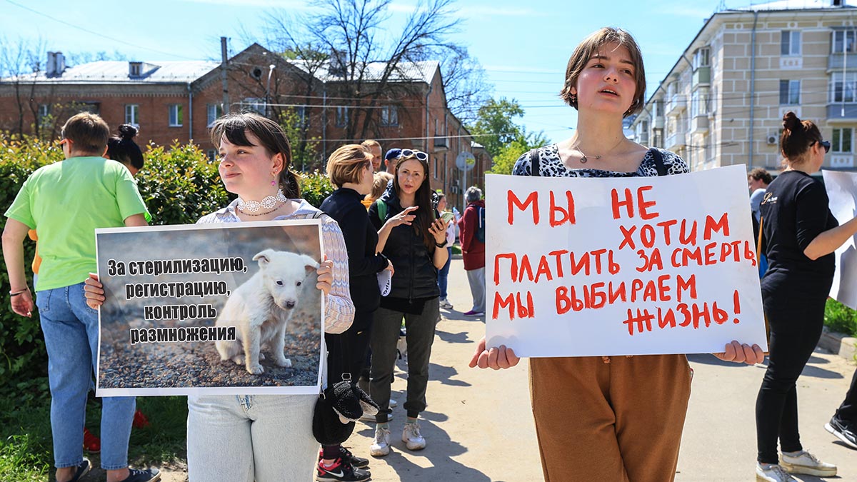 Акция в защиту бездомных животных