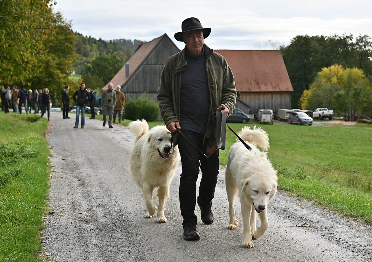 Владелец собаки ведет двух своих сторожевых собак.