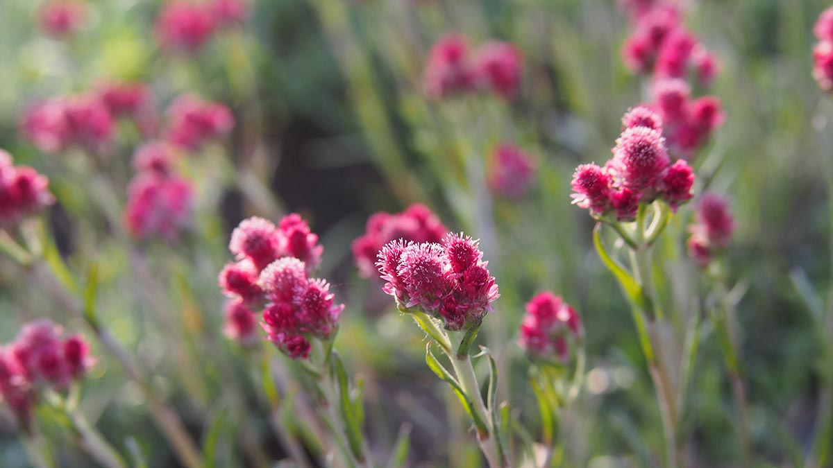 Антеннария