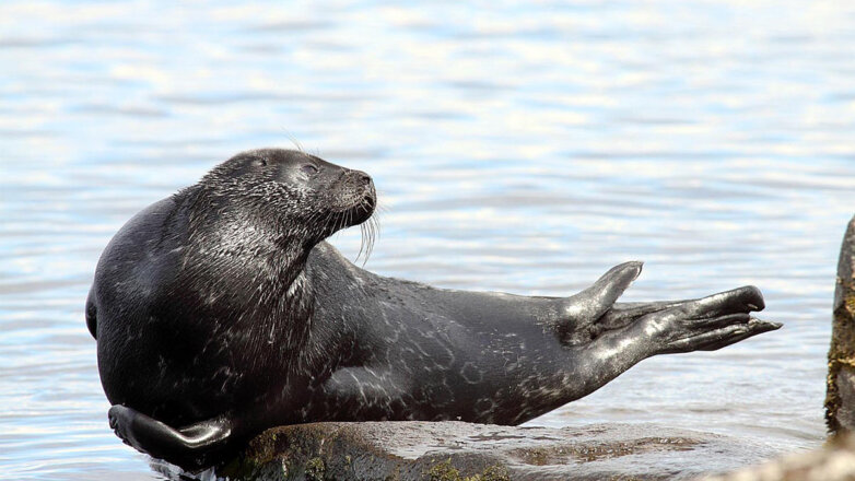 Ученые при поддержке АО "Ростерминалуголь" отправились к местам обитания нерпы в Финском заливе