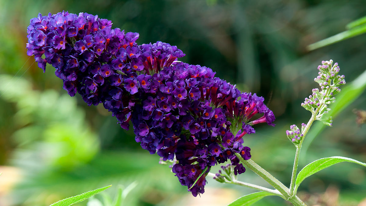 Буддлея Давида