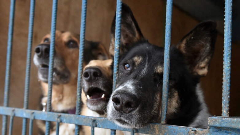 Как регионы тратят средства, выделенные на работу с бродячими животными