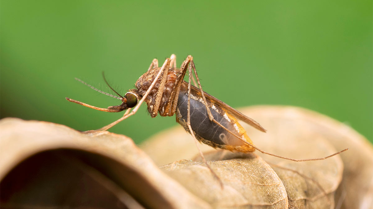 Малярийный комар Anopheles gambiae