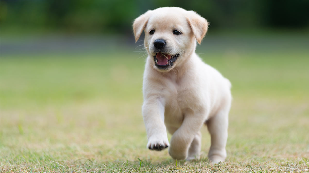 Щенок лабрадора на искусственном газоне