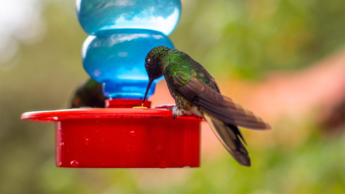 Колибри у поилки