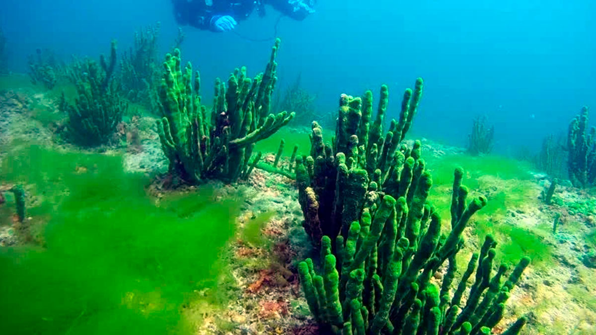 Байкальская губка