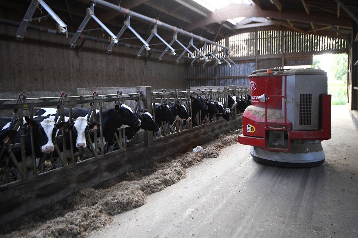 Робот в коровнике