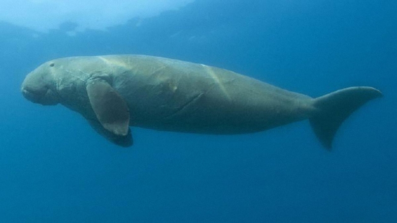 В Таиланде заметили редкого морского обитателя