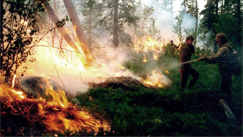 В России за сутки потушили 50 лесных пожаров